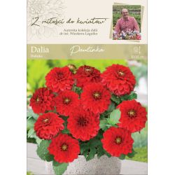 Jiřinka zahradní - Paulinka - Dalinka - červená - 1 ks. - Cibule a oddenky - W. Legutko Jiřinka zahradní - Paulinka - Dalinka - červená - 1 ks. - Cibule a oddenky - W. Legutko