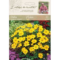 Zahradní jiřina - Nina - single - border - žlutá - 1 ks. - Cibule a oddenky - W. Legutko Zahradní jiřina - Nina - single - border - žlutá - 1 ks. - Cibule a oddenky - W. Legutko