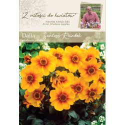 Zahradní jiřina - Schloss Reinbek - jednoduchá - bordura - červeno-ořech - 1 ks. - Cibule a oddenky - W. Legutko Zahradní jiřina - Schloss Reinbek - jednoduchá - bordura - červeno-ořech - 1 ks. - Cibule a oddenky - W. Legutko