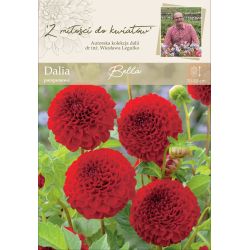 Zahradní jiřina - Bella - bambulka - červená - 1 ks. - Cibule a oddenky - W. Legutko Zahradní jiřina - Bella - bambulka - červená - 1 ks. - Cibule a oddenky - W. Legutko