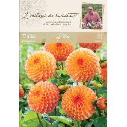 Zahradní jiřina - Klio - bambulka - med - 1 ks. - Cibule a oddenky - W. Legutko Zahradní jiřina - Klio - bambulka - med - 1 ks. - Cibule a oddenky - W. Legutko