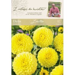 Zahradní jiřina - Lucilla - bambulka - žlutá - 1 ks. - Cibule a oddenky - W. Legutko Zahradní jiřina - Lucilla - bambulka - žlutá - 1 ks. - Cibule a oddenky - W. Legutko