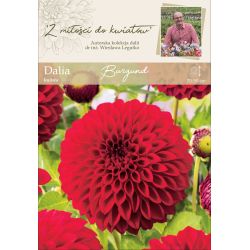 Zahradní jiřina - Burgundsko - kulovitá - fialová - 1 ks. - Cibule a oddenky - W. Legutko Zahradní jiřina - Burgundsko - kulovitá - fialová - 1 ks. - Cibule a oddenky - W. Legutko