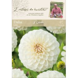 Zahradní jiřina - Nivea - kulovitá - bílá - 1 ks. - Cibule a oddenky - W. Legutko Zahradní jiřina - Nivea - kulovitá - bílá - 1 ks. - Cibule a oddenky - W. Legutko