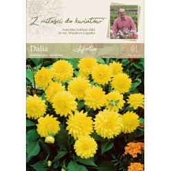 Zahradní jiřina - Helio - dekorativní - bordura - žlutá - 1 ks. - Cibule a oddenky - W. Legutko Zahradní jiřina - Helio - dekorativní - bordura - žlutá - 1 ks. - Cibule a oddenky - W. Legutko