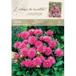 Zahradní jiřina - Lolita - dekorativní - bordura - růžová - 1 ks. - Cibule a oddenky - W. Legutko Zahradní jiřina - Lolita - dekorativní - bordura - růžová - 1 ks. - Cibule a oddenky - W. Legutko