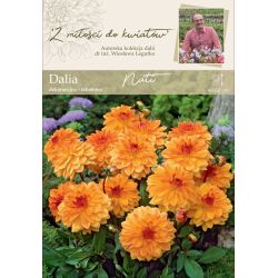 Zahradní jiřina - Nati - dekorativní - bordura - medovo-broskvová - 1 ks. - Cibule a oddenky - W. Legutko Zahradní jiřina - Nati - dekorativní - bordura - medovo-broskvová - 1 ks. - Cibule a oddenky - W. Legutko