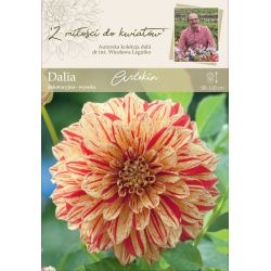 Zahradní jiřina - Harlekýn - dekorativní - vysoká - žlutá - 1 ks. - Cibule a oddenky - W. Legutko Zahradní jiřina - Harlekýn - dekorativní - vysoká - žlutá - 1 ks. - Cibule a oddenky - W. Legutko