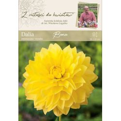 Zahradní jiřina - Bona - dekorativní - vysoká - žlutá - 1 ks. - Cibule a oddenky - W. Legutko Zahradní jiřina - Bona - dekorativní - vysoká - žlutá - 1 ks. - Cibule a oddenky - W. Legutko