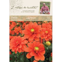 Zahradní jiřina - Hania - dekorativní - vysoká - oranžová - 1 ks. - Cibule a oddenky - W. Legutko Zahradní jiřina - Hania - dekorativní - vysoká - oranžová - 1 ks. - Cibule a oddenky - W. Legutko