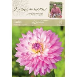 Zahradní jiřina - Kometa - dekorativní - vysoká - růžová a bílá - 1 ks. - Cibule a oddenky - W. Legutko Zahradní jiřina - Kometa - dekorativní - vysoká - růžová a bílá - 1 ks. - Cibule a oddenky - W. Legutko