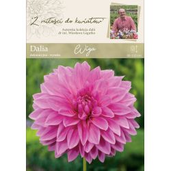 Zahradní jiřina - Wiga - dekorativní - vysoká - amarant - 1 ks. - Cibule a oddenky - W. Legutko