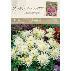 Zahradní jiřina - Angora - kaktus - obruba - bílá - 1 ks. - Cibule a oddenky - W. Legutko Zahradní jiřina - Angora - kaktus - obruba - bílá - 1 ks. - Cibule a oddenky - W. Legutko