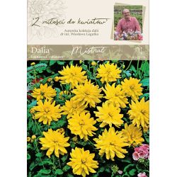 Zahradní jiřina - Mistral - kaktus - border - žlutá - 1 ks. - Cibule a oddenky - W. Legutko Zahradní jiřina - Mistral - kaktus - border - žlutá - 1 ks. - Cibule a oddenky - W. Legutko