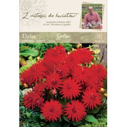 Zahradní jiřina - Salsa - kaktus - border - červená - 1 ks. - Cibule a oddenky - W. Legutko Zahradní jiřina - Salsa - kaktus - border - červená - 1 ks. - Cibule a oddenky - W. Legutko