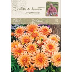 Zahradní jiřina - Sýrie - kaktus - border - oranžová - 1 ks. - Cibule a oddenky - W. Legutko Zahradní jiřina - Sýrie - kaktus - border - oranžová - 1 ks. - Cibule a oddenky - W. Legutko