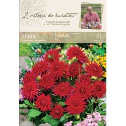 Zahradní jiřina - Velvet - kaktus - obruba - fialová třešeň - 1 ks. - Cibule a oddenky - W. Legutko Zahradní jiřina - Velvet - kaktus - obruba - fialová třešeň - 1 ks. - Cibule a oddenky - W. Legutko