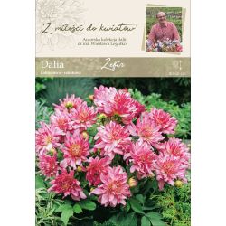 Zahradní jiřina - Zefir - kaktus - bordura - růžová - 1 ks. - Cibule a oddenky - W. Legutko