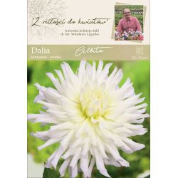 Zahradní jiřina - Albita - kaktus - vysoký - bílý - 1 ks. - Cibule a oddenky - W. Legutko Zahradní jiřina - Albita - kaktus - vysoký - bílý - 1 ks. - Cibule a oddenky - W. Legutko