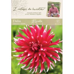 Zahradní jiřina - Bicola - kaktus - vysoký - červenobílý - 1 ks. - Cibule a oddenky - W. Legutko Zahradní jiřina - Bicola - kaktus - vysoký - červenobílý - 1 ks. - Cibule a oddenky - W. Legutko