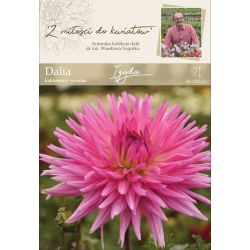 Zahradní jiřina - Isis - kaktus - vysoký - amarant - 1 ks. - Cibule a oddenky - W. Legutko Zahradní jiřina - Isis - kaktus - vysoký - amarant - 1 ks. - Cibule a oddenky - W. Legutko