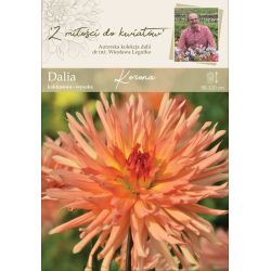 Zahradní jiřina - Koruna - kaktus - vysoká - oranžová - 1 ks. - Cibule a oddenky - W. Legutko Zahradní jiřina - Koruna - kaktus - vysoká - oranžová - 1 ks. - Cibule a oddenky - W. Legutko