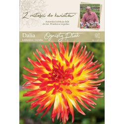 Zahradní jiřina - Firebird - kaktus - vysoký - žlutočervený - 1 ks. - Cibule a oddenky - W. Legutko Zahradní jiřina - Firebird - kaktus - vysoký - žlutočervený - 1 ks. - Cibule a oddenky - W. Legutko