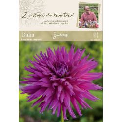 Zahradní jiřina - Success - kaktus - vysoký - fialovofialový - 1 ks. - Cibule a oddenky - W. Legutko Zahradní jiřina - Success - kaktus - vysoký - fialovofialový - 1 ks. - Cibule a oddenky - W. Legutko