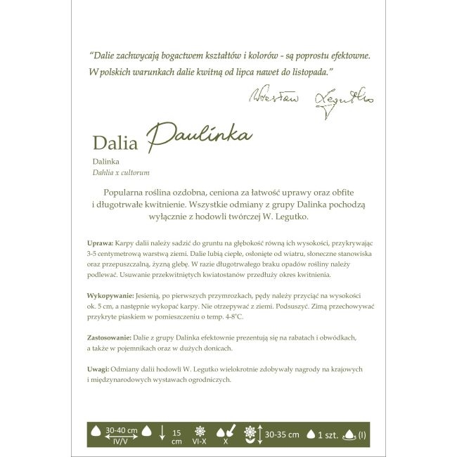 Jiřinka zahradní - Paulinka - Dalinka - červená - 1 ks. - Cibule a oddenky - W. Legutko