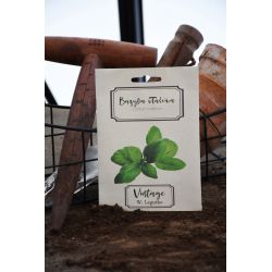 Bazalka - zelená - Semena - W. Legutko Bazalka - zelená - Semena - W. Legutko