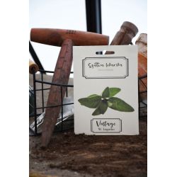 Šalvěj - Semena - W. Legutko