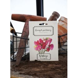 Sladký hrášek - směs - Semena - W. Legutko