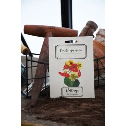 Nízká nasturtium - směs - Semena - W. Legutko