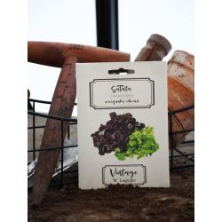 Salát - směs odrůd - Semena - W. Legutko