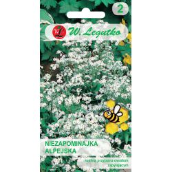 Alpská pomněnka - bílá - Semena - W. Legutko Alpská pomněnka - bílá - Semena - W. Legutko