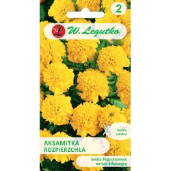 Tagetes - rozptýlené - žluté - Semena - W. Legutko