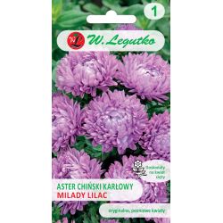 Trpasličí čínská astra - Milady Lilac - šeřík - Semena - W. Legutko