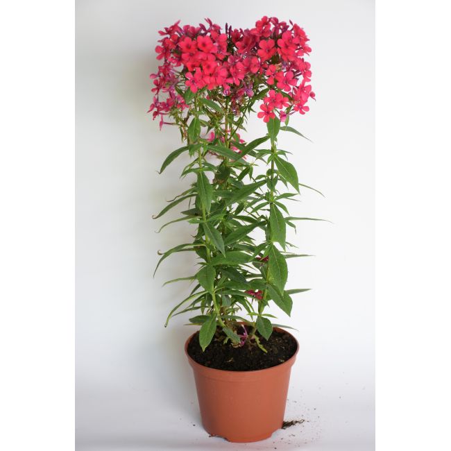 Phlox - `Early Red` - Cibule a oddenky - W. Legutko Phlox - `Early Red` - Cibule a oddenky - W. Legutko