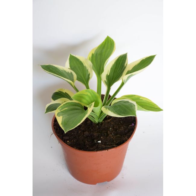 Funkia - Hosta Brim Cup - Cibule a oddenky - W. Legutko Funkia - Hosta Brim Cup - Cibule a oddenky - W. Legutko