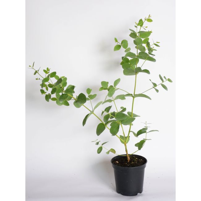 Eucaliptus - `Silbertrophen` - Cibule a oddenky - W. Legutko Eucaliptus - `Silbertrophen` - Cibule a oddenky - W. Legutko