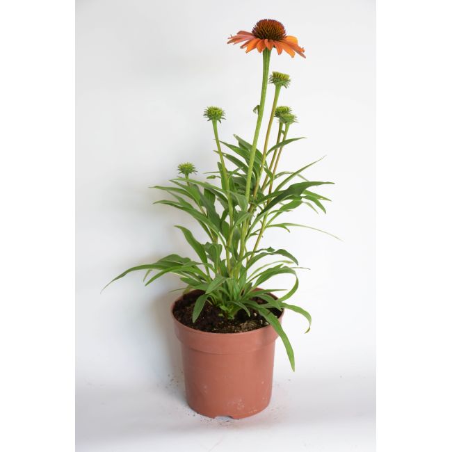 Echinacea - `Prima Ginger` - Cibule a oddenky - W. Legutko Echinacea - `Prima Ginger` - Cibule a oddenky - W. Legutko