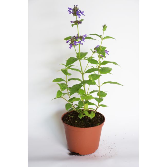 Catnip - `Neptun` - Cibule a oddenky - W. Legutko Catnip - `Neptun` - Cibule a oddenky - W. Legutko