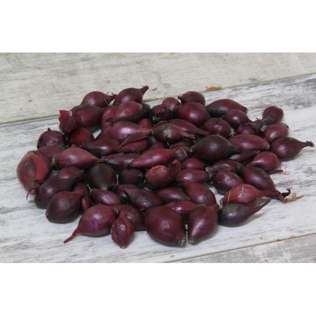 Zimní jarní cibulka - Elektrická - 250g - Cibule a oddenky - W. Legutko Zimní jarní cibulka - Elektrická - 250g - Cibule a oddenky - W. Legutko
