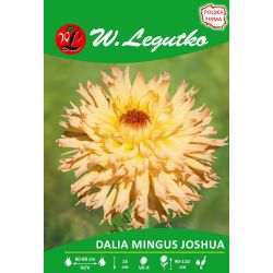 Zahradní jiřina - Mingus joshua - zubatá - vysoká - lososově žlutá - 1 ks. - Cibule a oddenky - W. Legutko