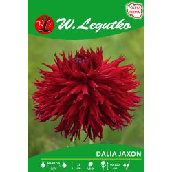 Zahradní jiřina - Jaxon - červená - Cibule a oddenky - W. Legutko