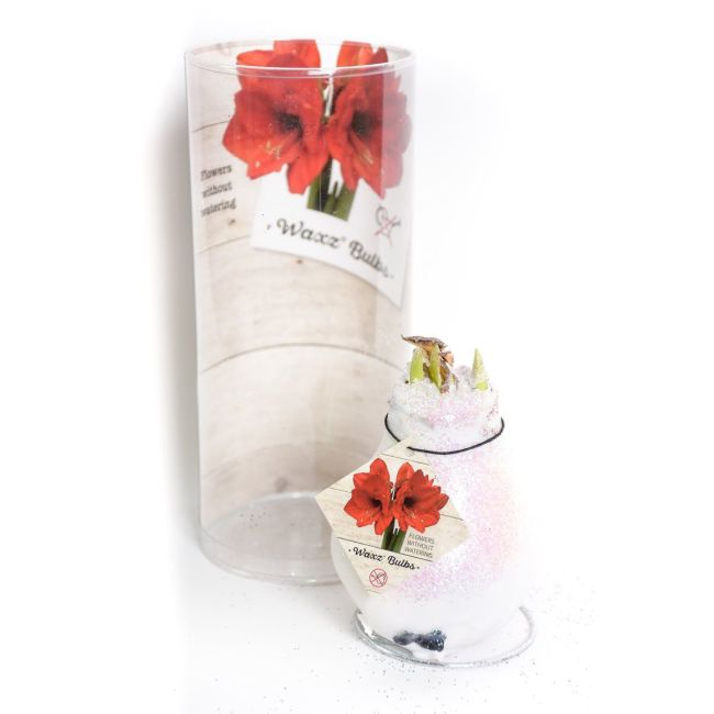 Amaryllis - voskovaný v tubě - bílý se třpytkami - Cibule a oddenky - W. Legutko Amaryllis - voskovaný v tubě - bílý se třpytkami - Cibule a oddenky - W. Legutko