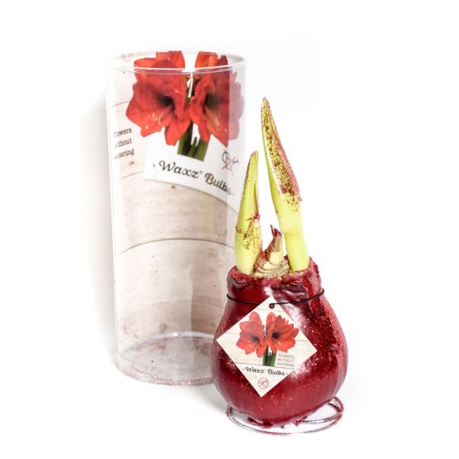 Amaryllis - voskovaný v tubě - červený se třpytkami - Cibule a oddenky - W. Legutko Amaryllis - voskovaný v tubě - červený se třpytkami - Cibule a oddenky - W. Legutko