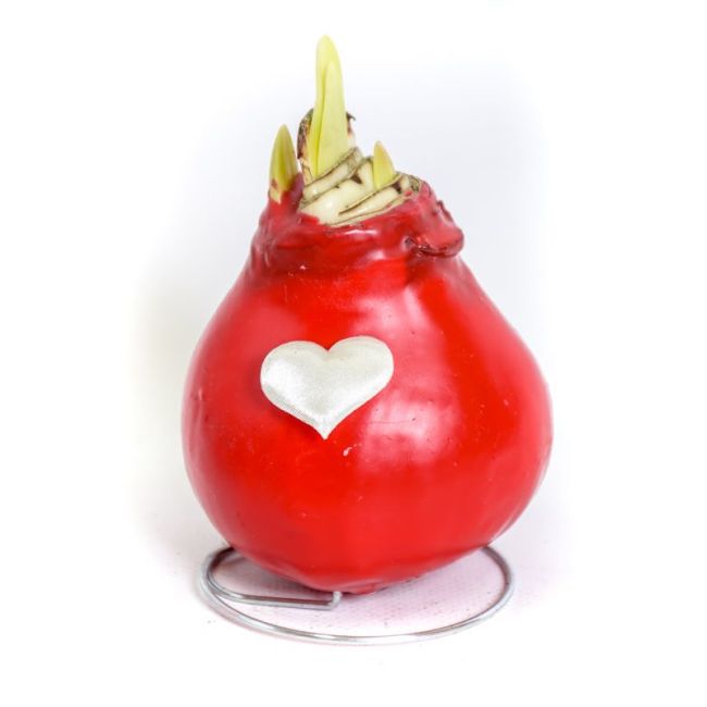 Amaryllis - voskovaný Valentýn se srdíčkem - červený - Cibule a oddenky - W. Legutko Amaryllis - voskovaný Valentýn se srdíčkem - červený - Cibule a oddenky - W. Legutko