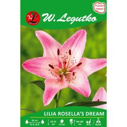 Lily - Rosellin sen - Asijská - bílá a růžová - 1 ks. - Cibule a oddenky - W. Legutko