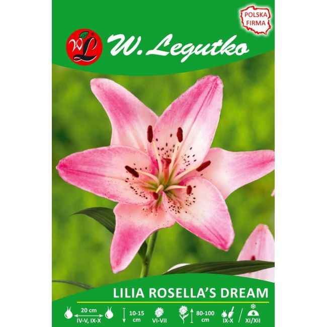 Lily - Rosellin sen - Asijská - bílá a růžová - 1 ks. - Cibule a oddenky - W. Legutko Lily - Rosellin sen - Asijská - bílá a růžová - 1 ks. - Cibule a oddenky - W. Legutko